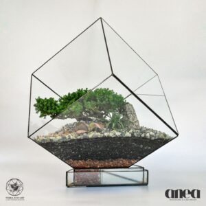 Cube