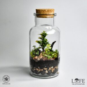 Life Cork Woodland