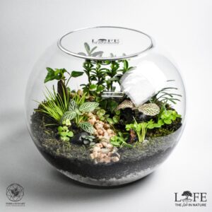 Life Desert/Woodland